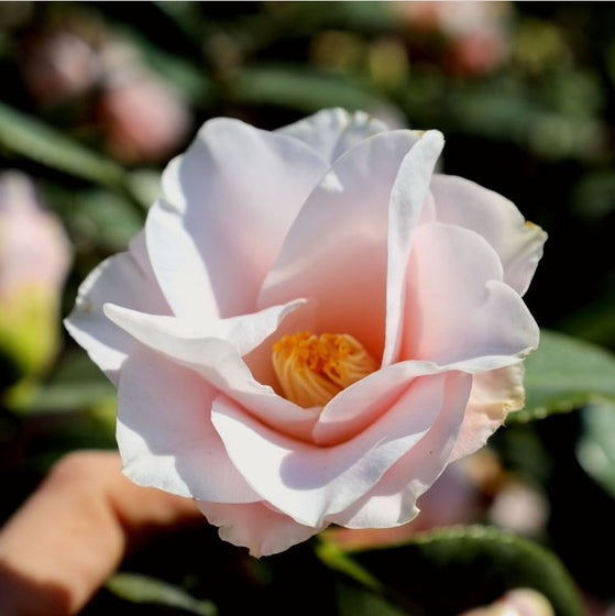 high fragrance camellia pale pink blooms