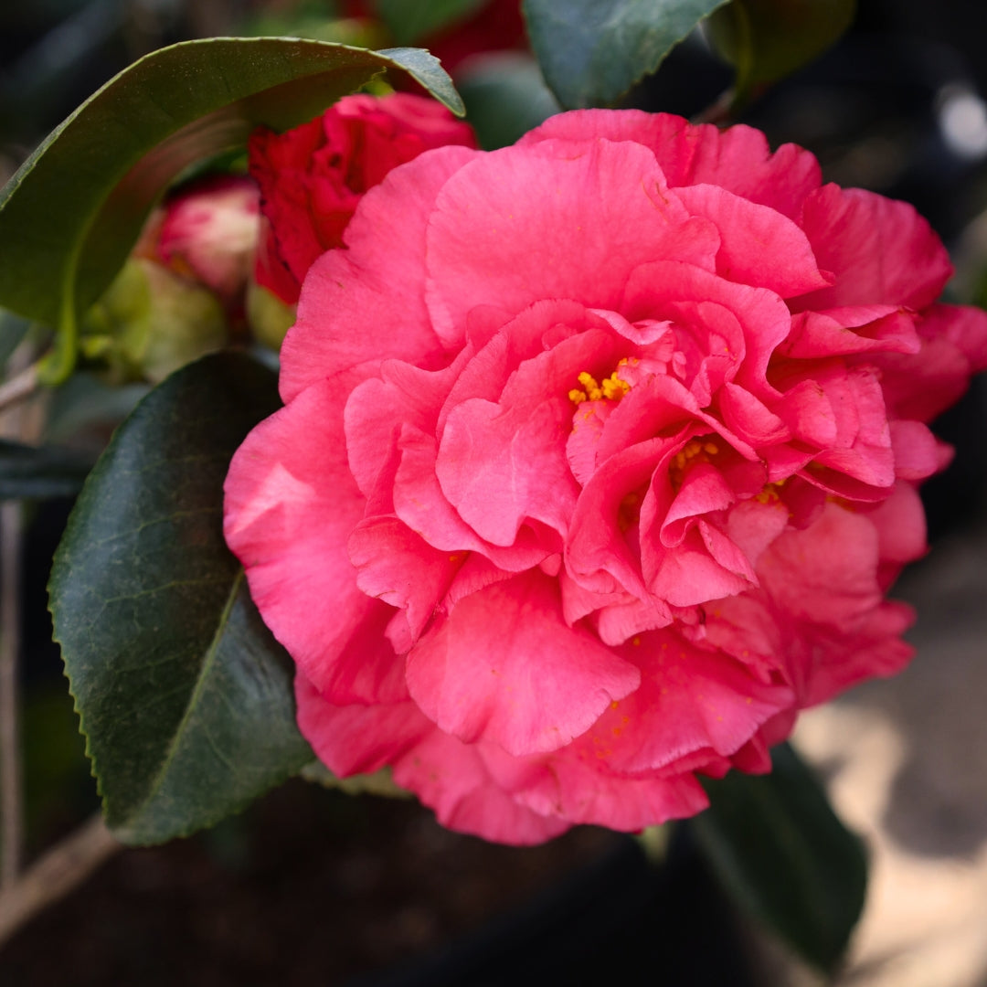 c12 15AX 15AYのみ ノーマル　パラレル　合計約400枚 まとめ売り camellia-kramer-s-supreme-