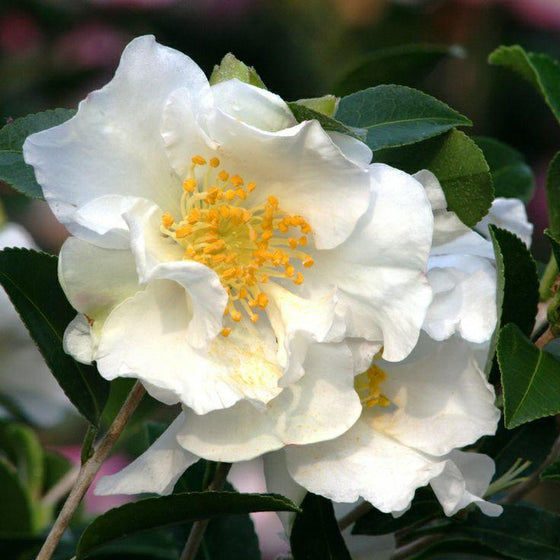 Camellia Setsugekka Shrubs with white blooming flowers