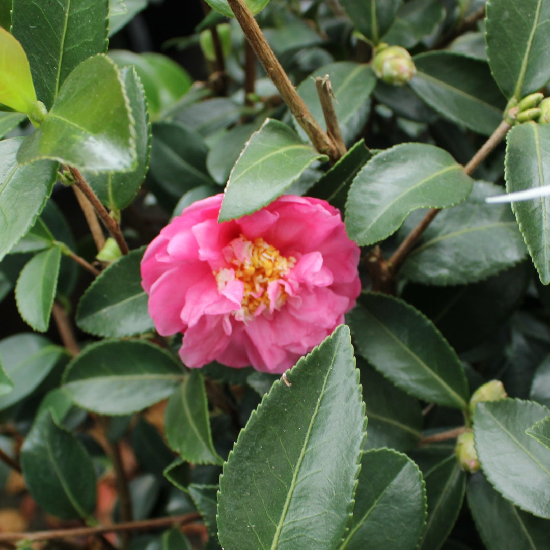 #3 Camellia x Winter's Joy/ Pink Semi-Dbl