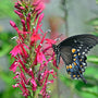 pollinators love red cardinal flower