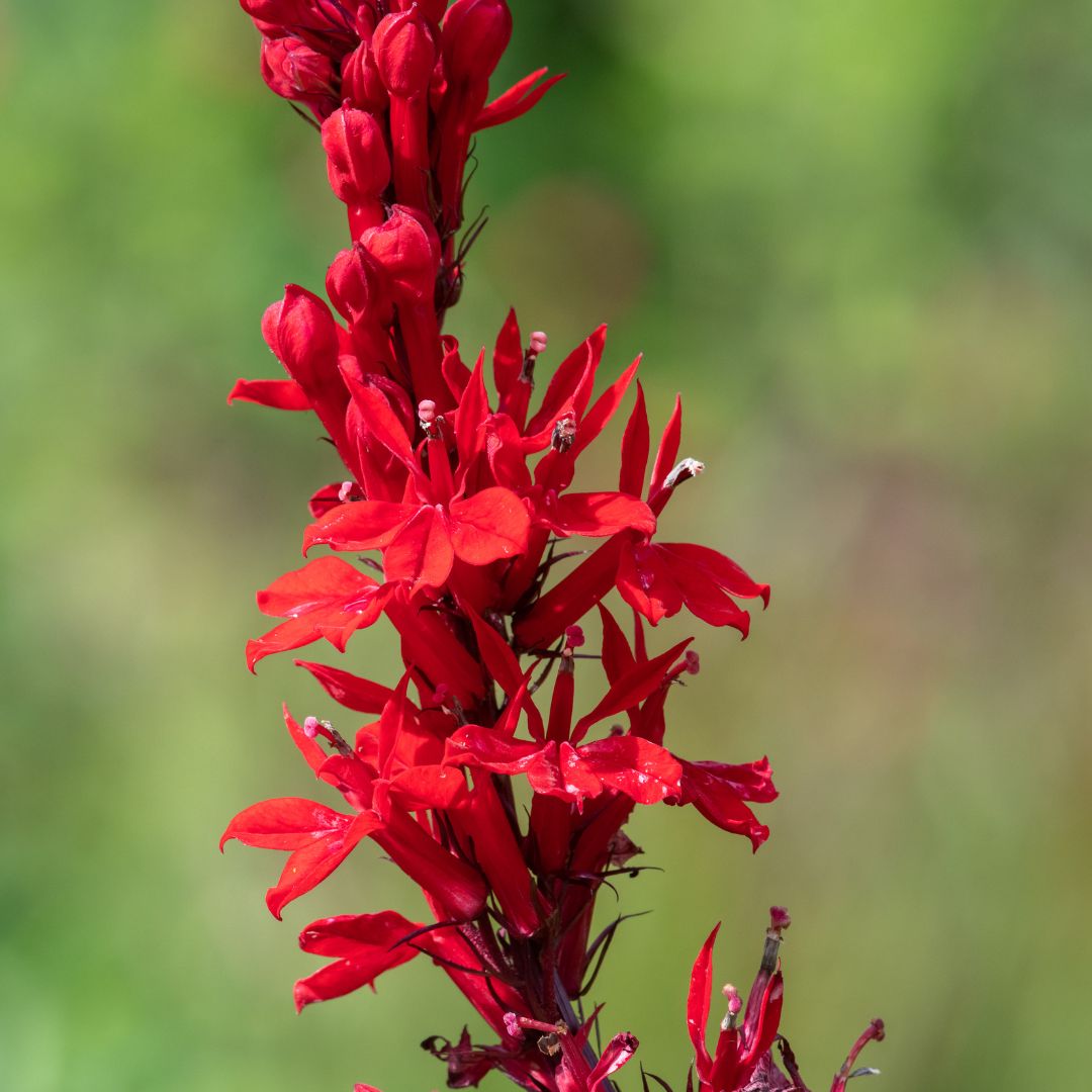 Buy Cardinal Flower Online Lobelia cardinalis Garden Goods Direct