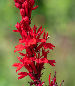 Cardinal Flower