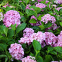 cardinal red hydrangea early blooms