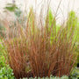 all season landscaping grass