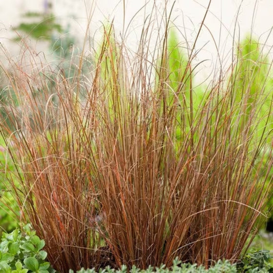 all season landscaping grass