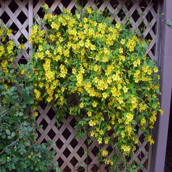 Carolina Jessamine produces loads of bright yellow flowers