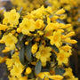 Trailing carolina jasmine vine with yellow flowers