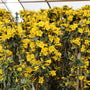 Carolina Jessamine