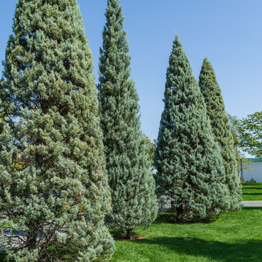 cypress trees for privacy