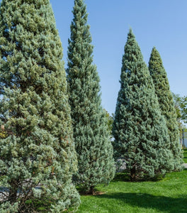 Carolina Sapphire Cypress
