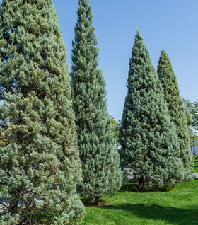 Carolina Sapphire Cypress