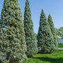 Carolina Sapphire Cypress blue foliage