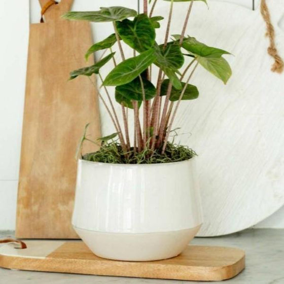 arrowhead plant in the carter tapered ceramic crock