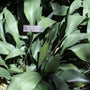 closeup of Cast Iron Plant's elongated oval shape foliage in sunlight