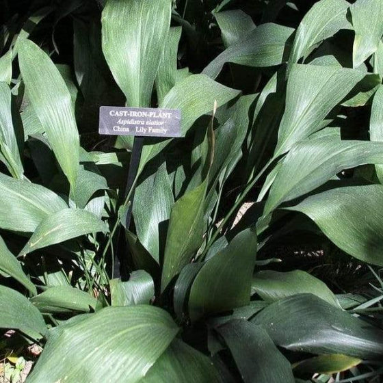 closeup of Cast Iron Plant's elongated oval shape foliage in sunlight