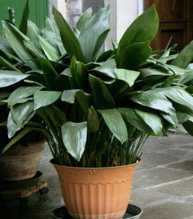 Cast Iron Plant