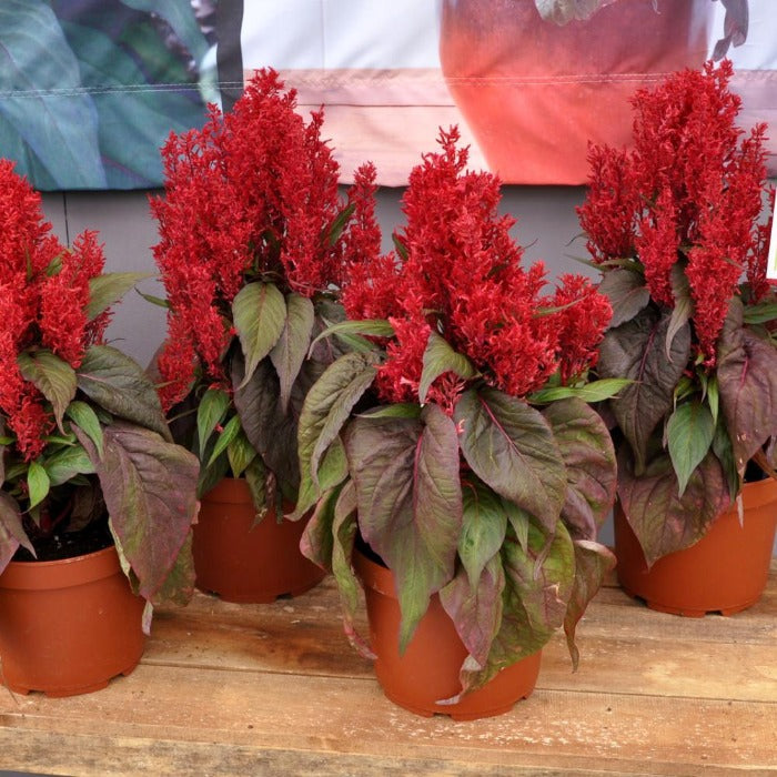 indoor celosia plant Celosia Dragon's Breath