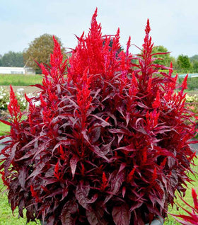 Celosia Dragon's Breath