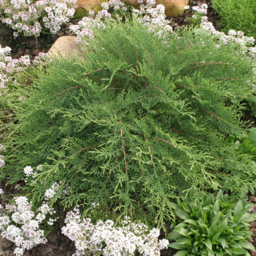 Celtic Pride Siberian Cypress | Evergreen Ground Cover Shrub