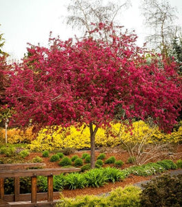 Centurion Crabapple