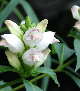 Chelone glabra