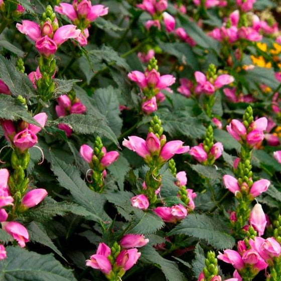 a cluster of brightly colored pink turtlehead chelone lyonii hot lips