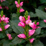 the chelone lyonii hot lips sold online has bright pink blooms