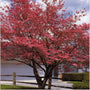Cherokee Brave Dogwood in full flower