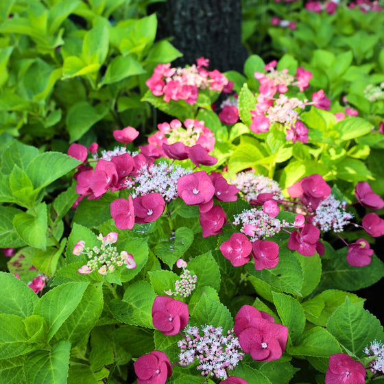 vibrant lace cap hydrangea deep pink blooms