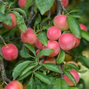 red and yellow fruit on cherry plum tree