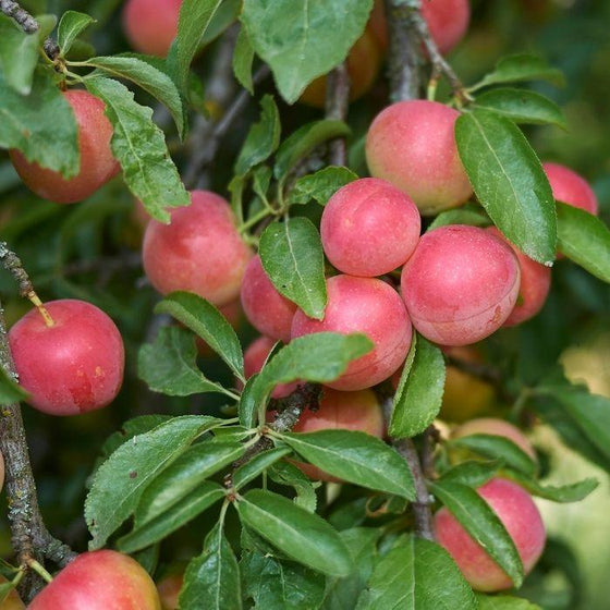 red and yellow fruit on cherry plum tree