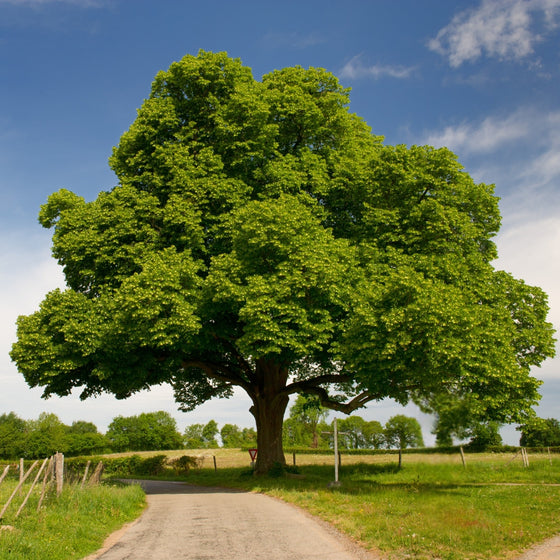 Dunstan Chestnut Tree growing in a sunny field