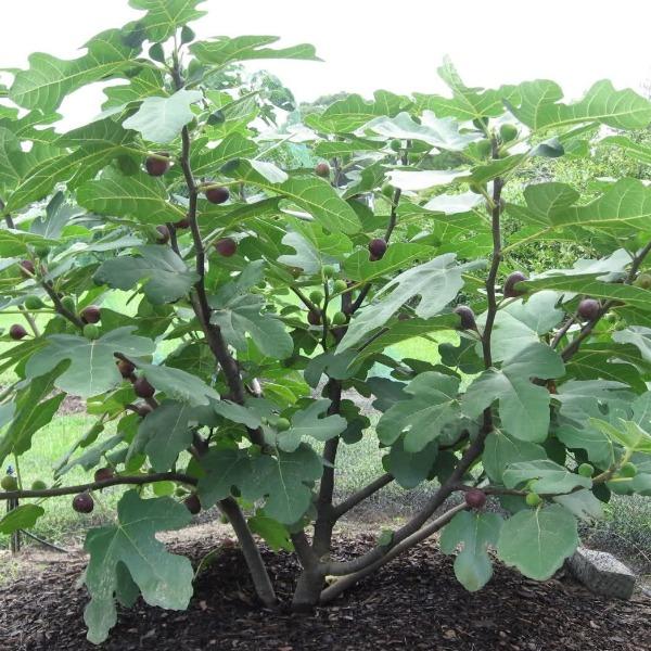 fiddle leaf fig tree chicago Chicago Hardy Fig Tree for Sale