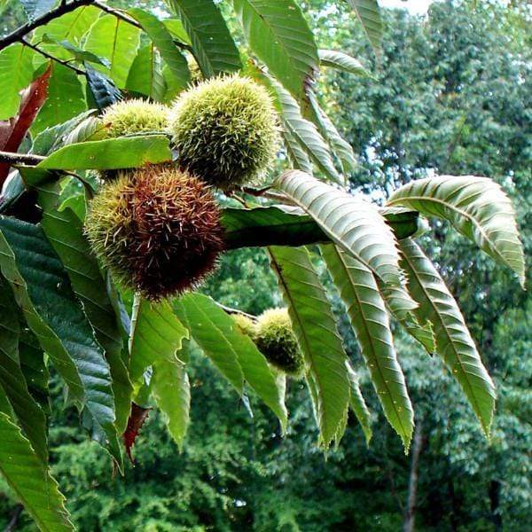 chestnut seeds for planting Chinese Chestnut Tree for Sale
