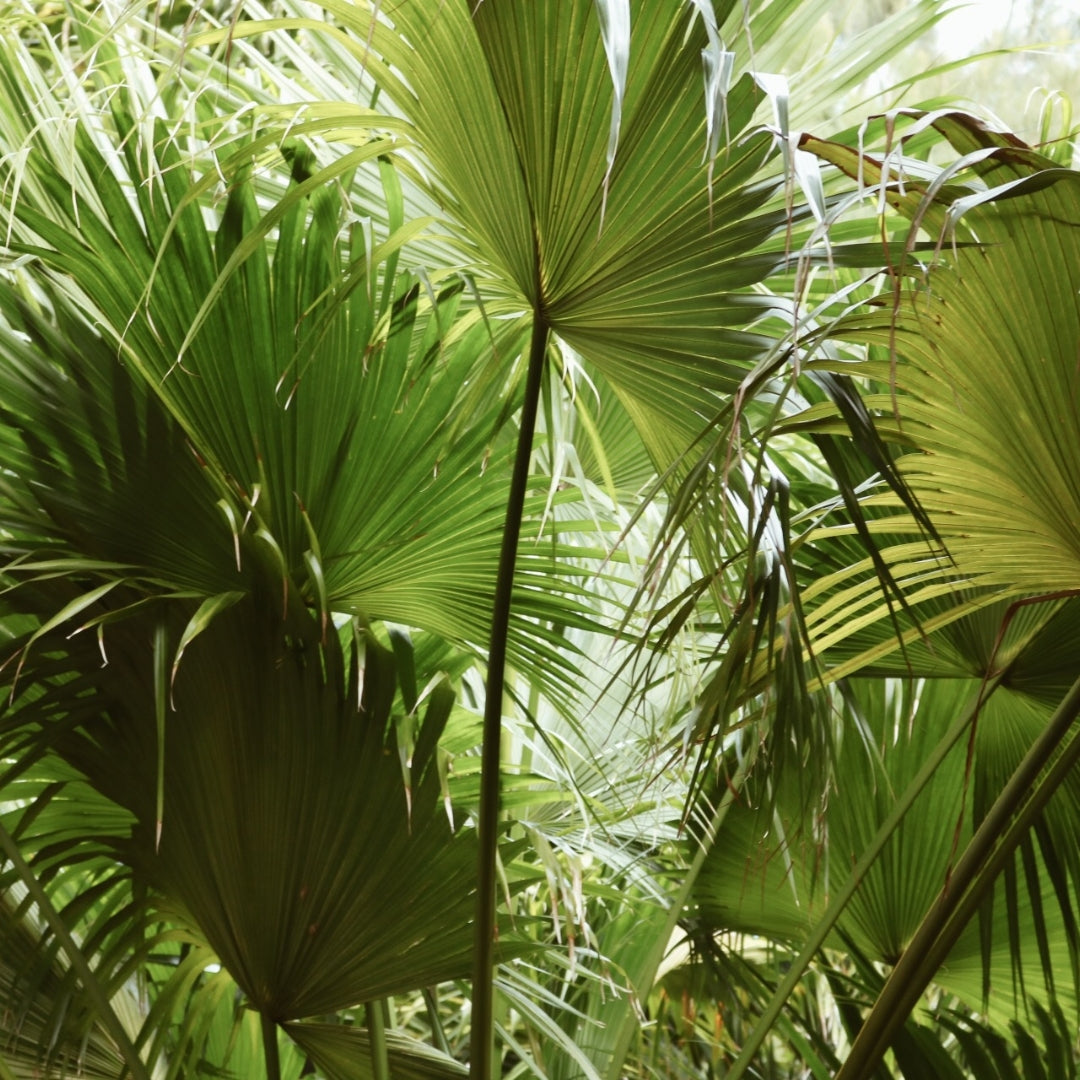 Chinese Fan Palm Plants for Sale