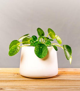 Chinese Money Plant