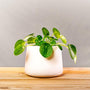 UFO plant with flat pancake shaped green leaves in a terracotta pot