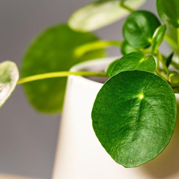 money plant online purchase Chinese Money Plant