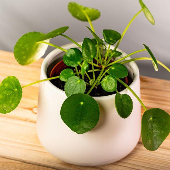 Pilea peperomoides or Chinese Money Plant shows off its flat coin shaped leaves