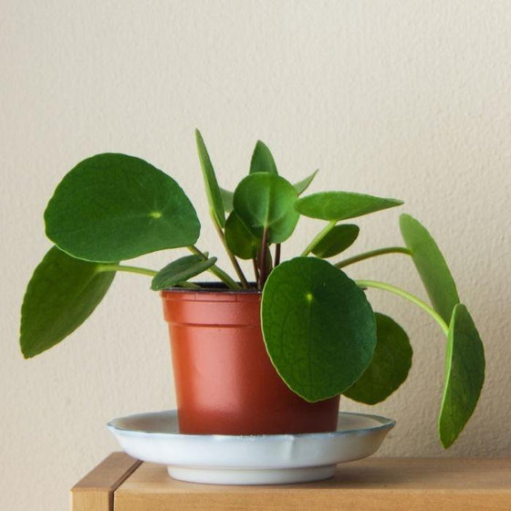 Chinese money plant in the home