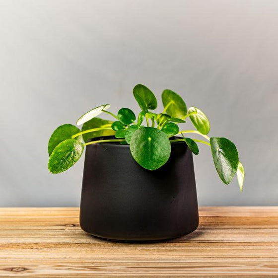 Chinese money plant in matte black pot