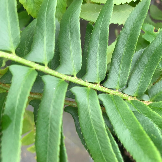 a close look at the glossy fronds of the christmas fern sold online
