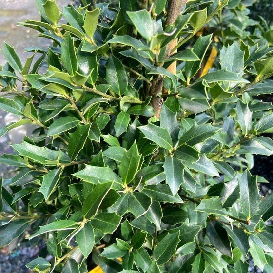 interesting foliage on christmas jewel holly