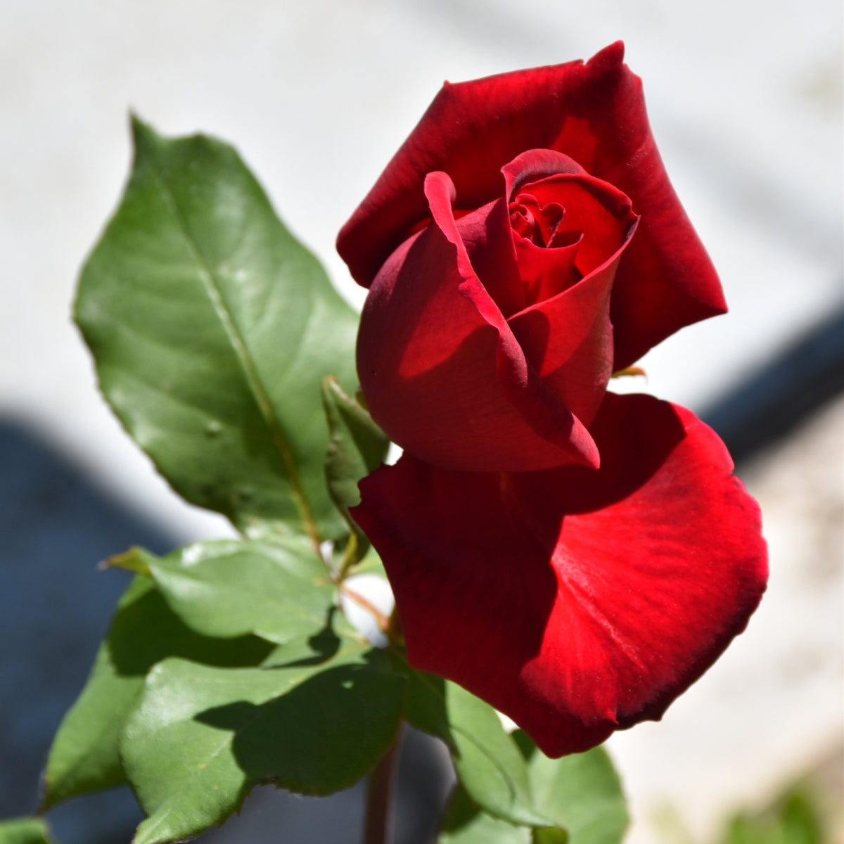 Imperial rose collections(IRC) カスタムロザリオ Chrysler Imperial Rose for Sale | Fragrant Deep Red Hybrid Tea