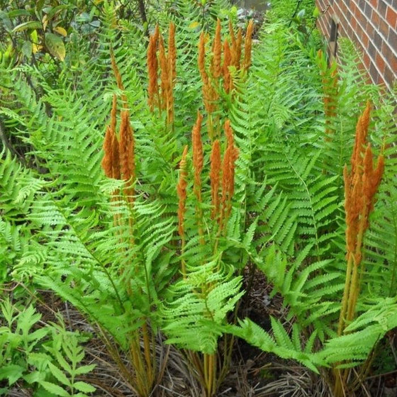 Bright green leaves and fuzzy spikes of Cinnamon Fern planted next to a home