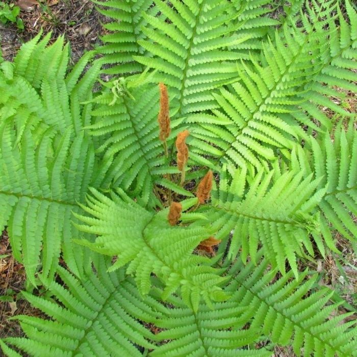 planting cinnamon fern Cinnamon Fern