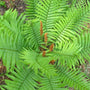 Cinnamon Fern outdoor plant with green foliage and cinnamon-colored spikes
