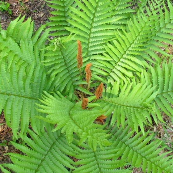Cinnamon Fern outdoor plant with green foliage and cinnamon-colored spikes