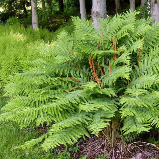 Cinnamon Fern perennial in the woods with green foliage and cinnamon-resembling spikes
